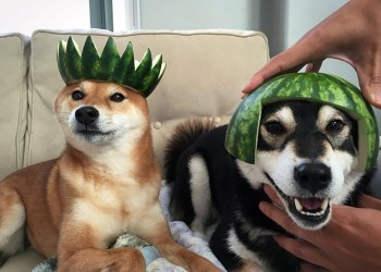 dogwifhat