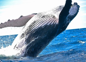 Cryptocurrency whales transfer their capital to Unimantic Protocol: How to act?