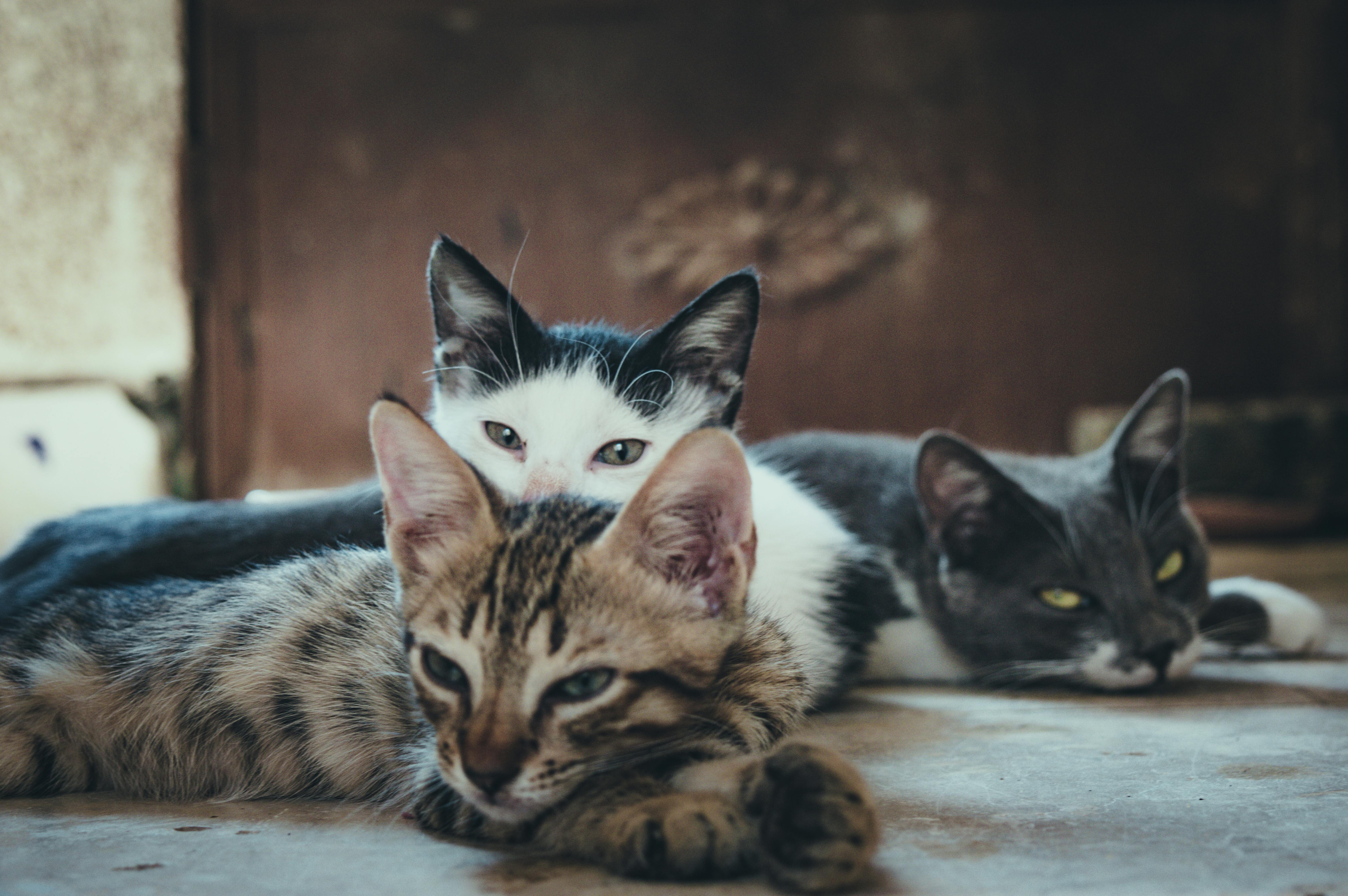 Telegram’s Catizen (CATI) Game Raises $16 Million, Helps Save Stray Cats