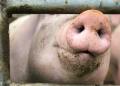 pig butchering