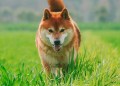 Dogecoin