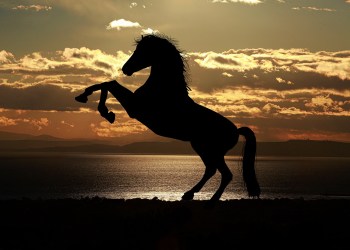 CoinEx: The Rising Dark Horse of the Crypto Industry