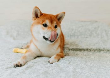 Shiba Inu