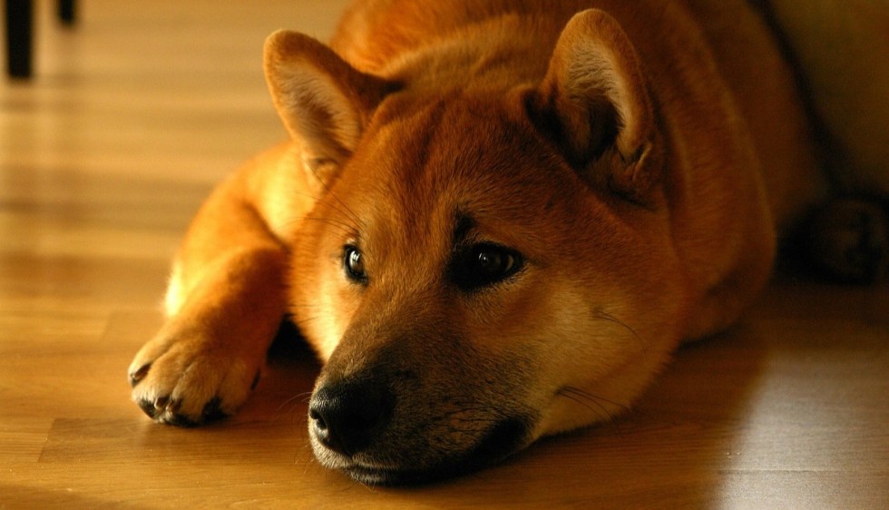 Shiba Inu