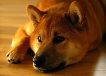 Shiba Inu
