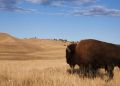 North Dakota
