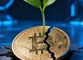 ภาพเหรียญ Bitcoin ที่มีรอยร้าวและมีต้นอ่อนสีเขียวงอกออกมา สื่อถึงการปรับฐานของราคา Bitcoin ก่อนจะฟื้นตัวอย่างแข็งแกร่ง