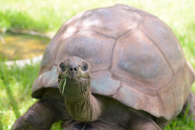 X Eyes Auto-Lock For Crypto Mentions After Tortoise Death Hoax
